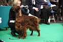 Crufts2011 680